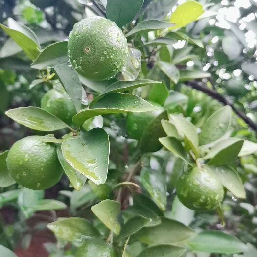 新余蜜桔 新余蜜橘皮薄肉厚，汁多化渣，表面光滑无疤痕，