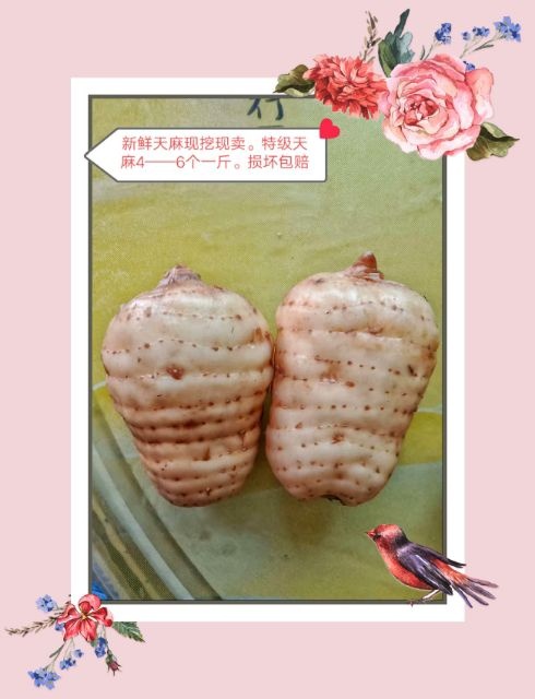 宁强县特级新鲜天麻现挖现挖卖满1000g包邮支持快递发货损坏包赔