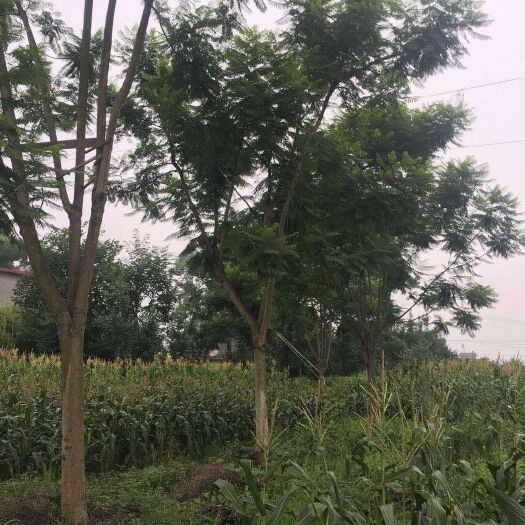 高县 蓝花楹，宜宾蓝花楹种植基地