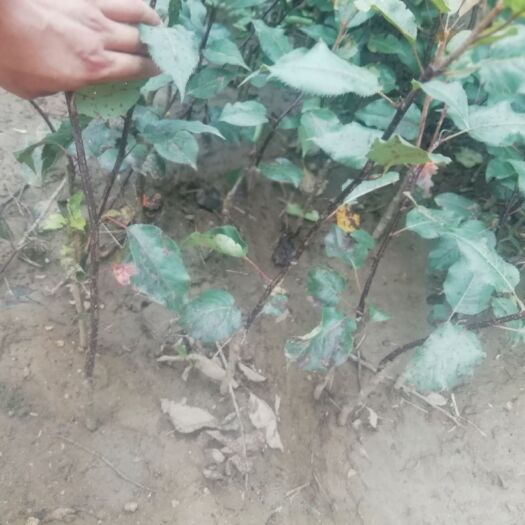 泰安早酥红梨苗 全红梨苗，成活率高，省事，种植简单，提供全程指导