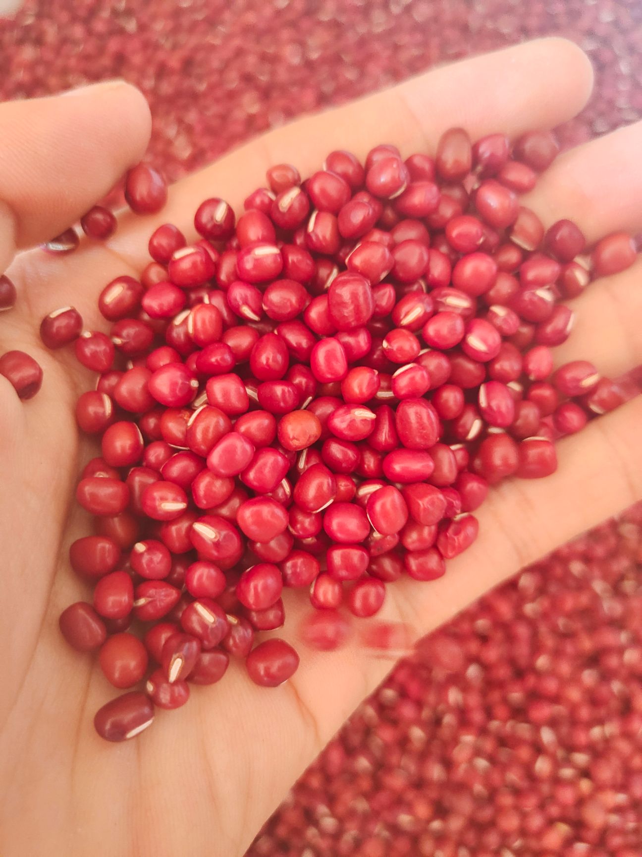 红小豆 红豆  珍珠红小豆 颗粒饱满 价格美