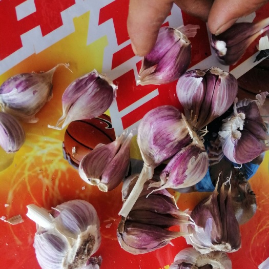 兰陵县白皮蒜  川蒜红皮，二水早。精品四六瓣