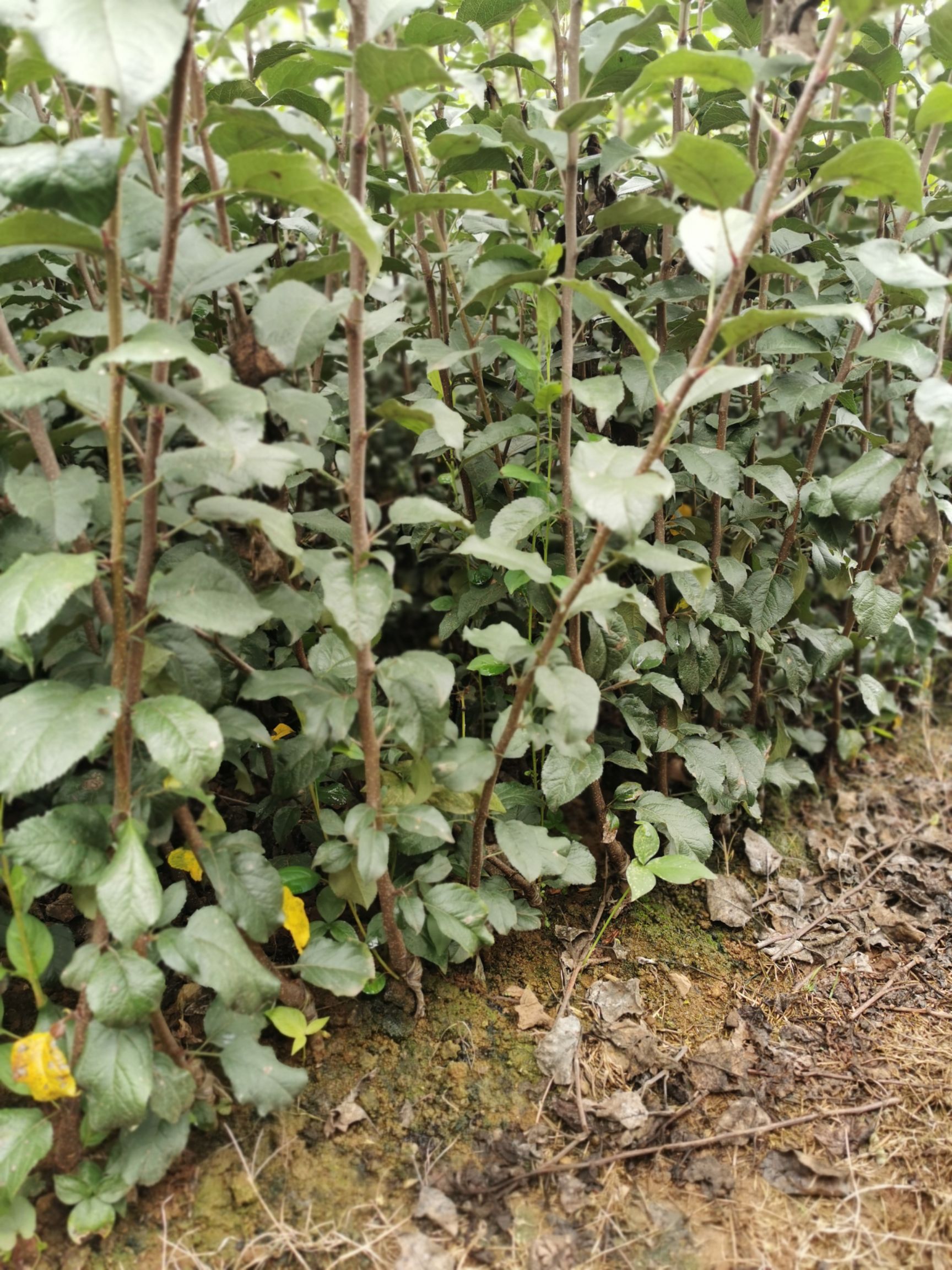 嘎啦苹果苗  马龙早熟苹果苗，嘎啦系列早熟苹果苗，基地直供
