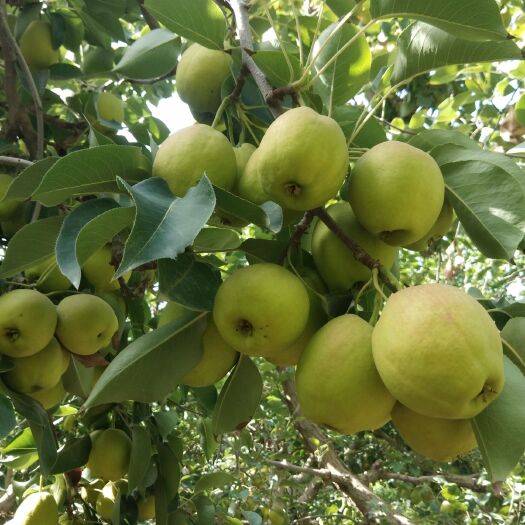 阿拉尔市 种植户直供正宗香梨