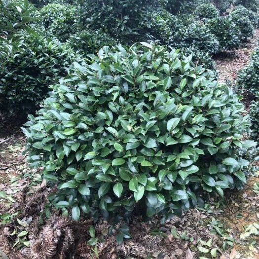 九江 低价处理茶梅，哪里的茶梅最好卖，九江茶梅