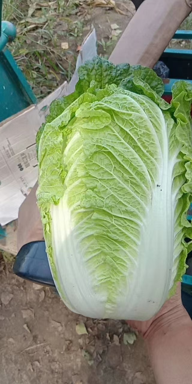 东北大白菜456斤，价钱0.5左右