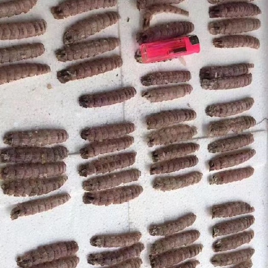 连云港皮皮虾肉爬虾肉皮皮虾肉虾爬子濑尿虾琵琶虾包饺子