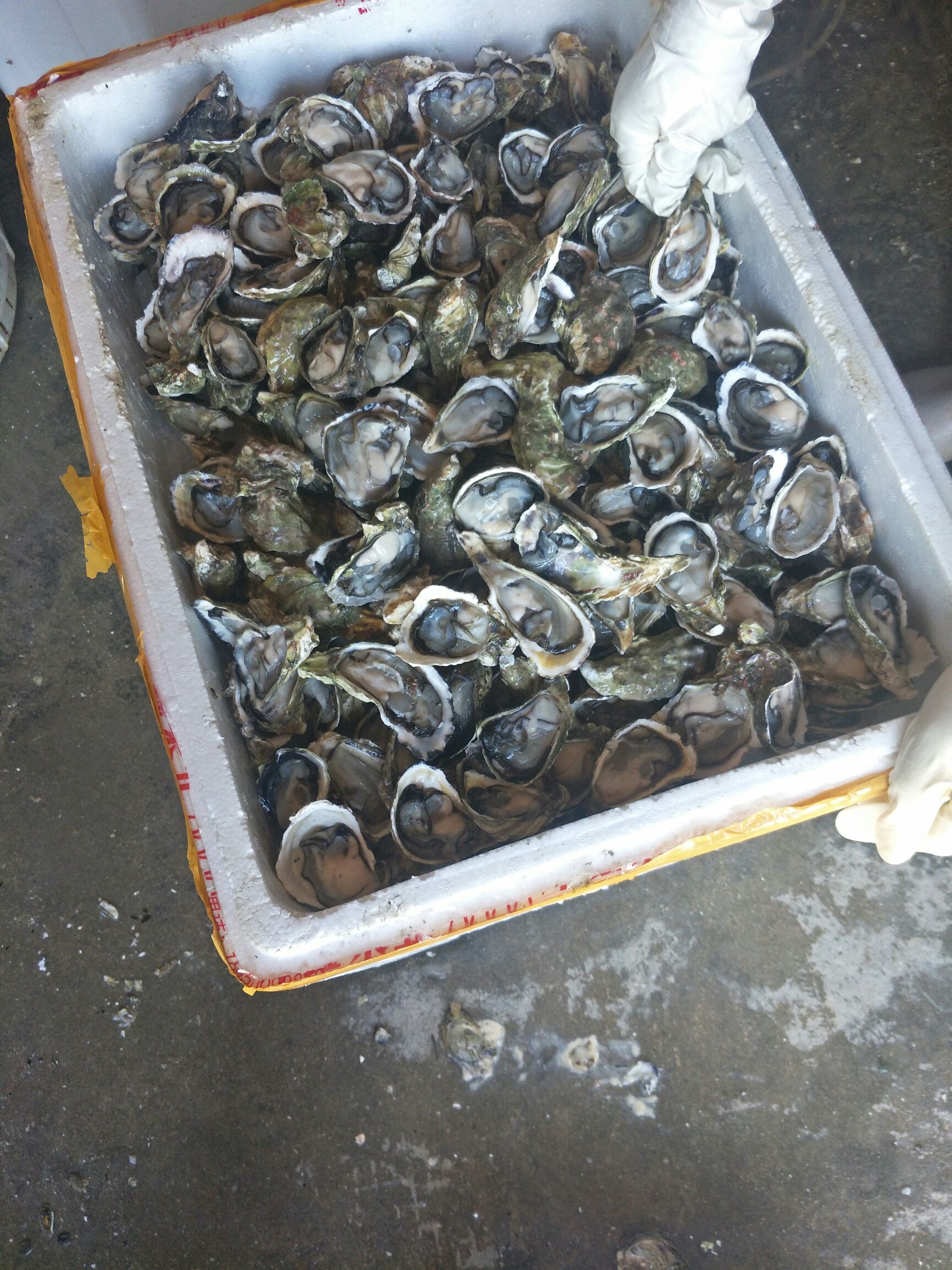 诏安湾生蚝 来自福建诏安湾里的网红生蚝，大，中，小，半壳