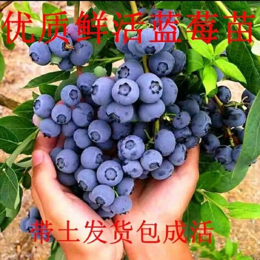 蓝丰蓝莓苗  五年蓝莓苗销售