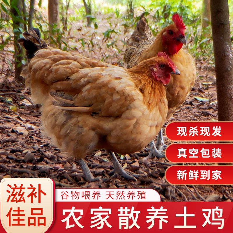 土鸡  老母鸡