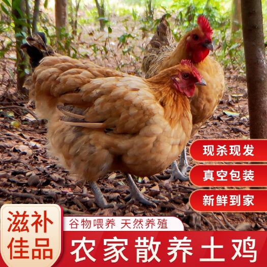 太湖县土鸡  老母鸡