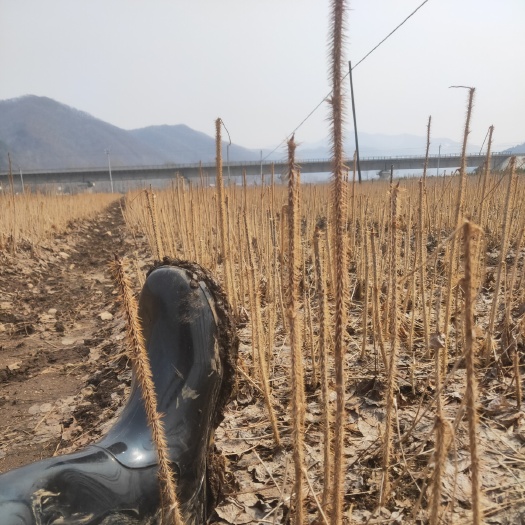 长梗刺五加（出售）