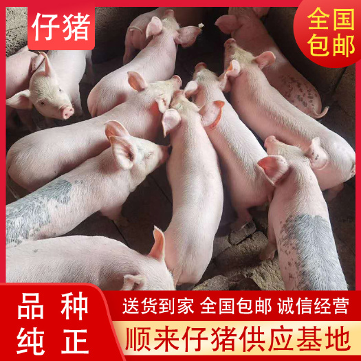 沂水县三元仔猪 长白仔猪 杜洛克 母猪 育肥仔猪猪场直销 包送到家