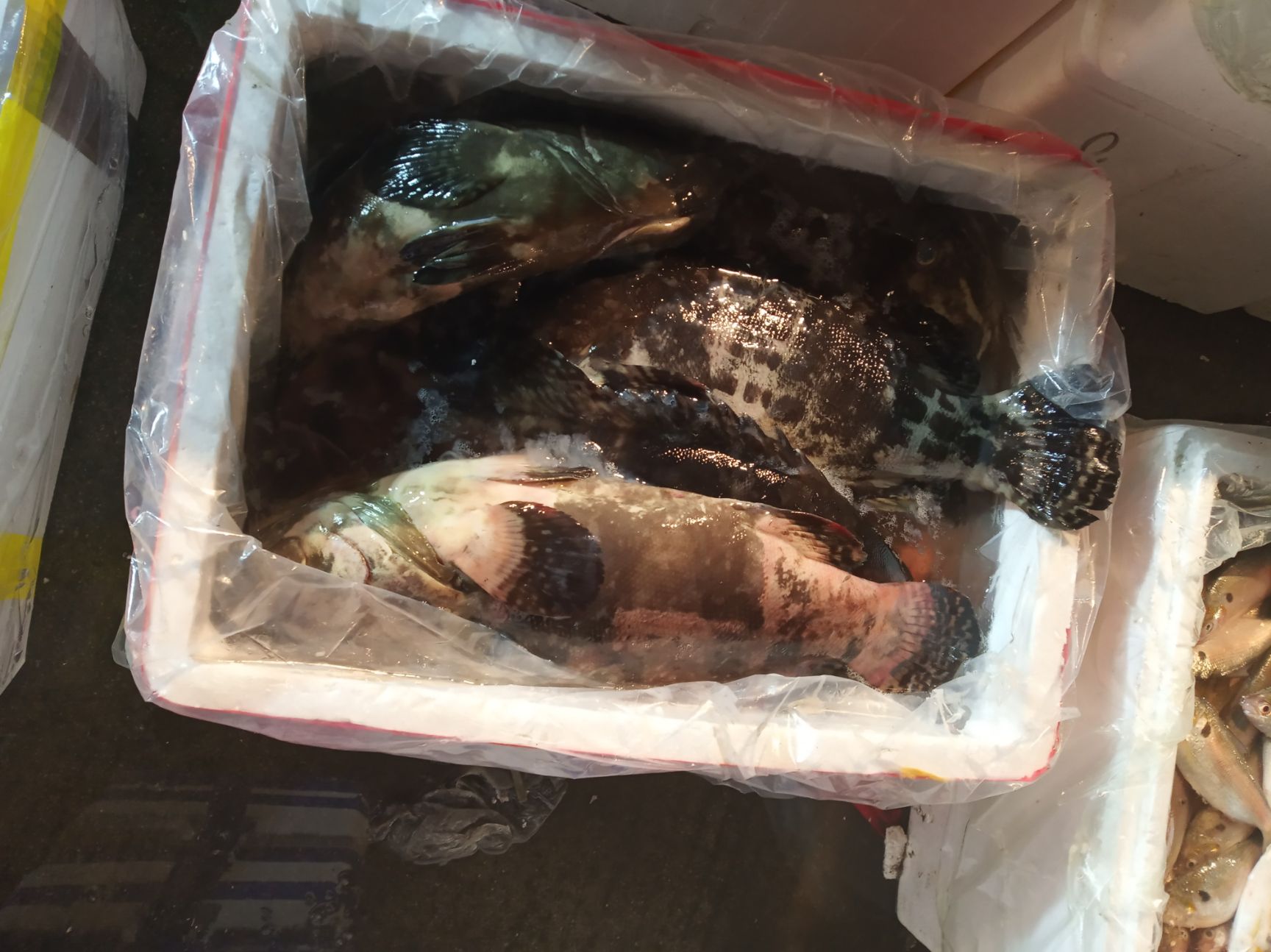 老虎斑 各类海产冰鲜鱼