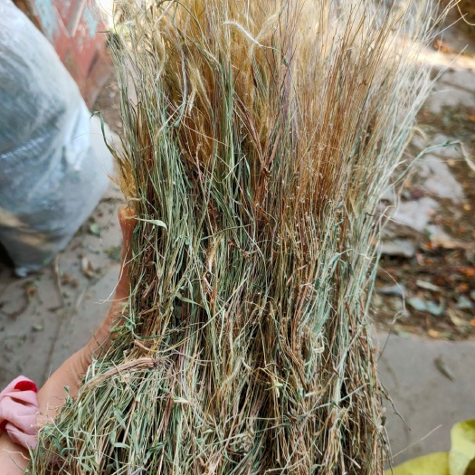 金丝草（毛毛草）
