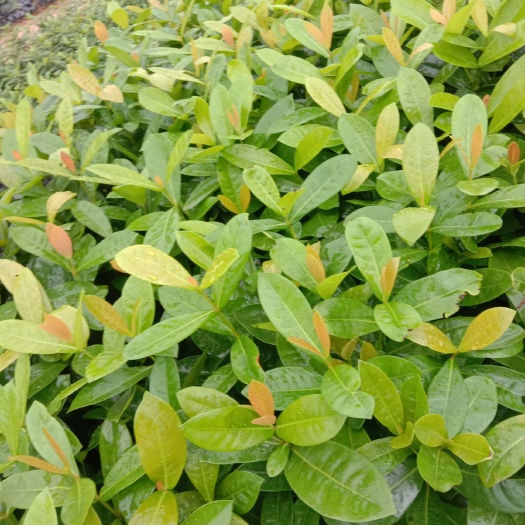 漳浦县 龙船花.千里香.红车一手货源大量供应批发零售