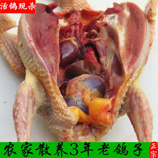 凤台县长期供应乳鸽
