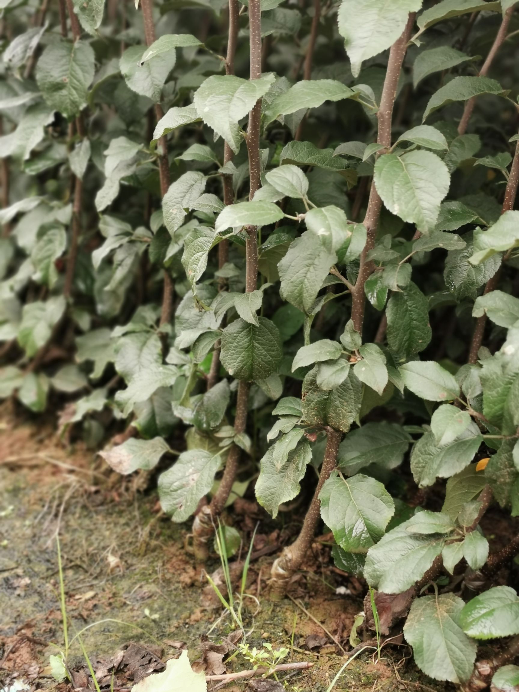 嘎啦苹果苗  马龙早熟苹果苗，嘎啦系列早熟苹果苗，基地直供