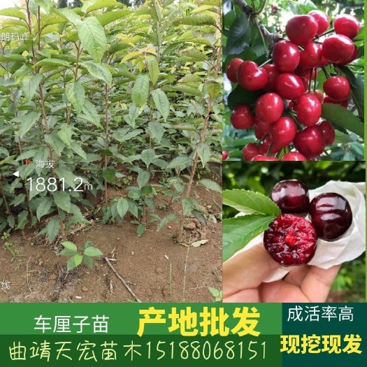 曲靖黑珍珠苗  美国大樱桃，车厘子苗，红灯车厘子基地批发，保证品种纯正