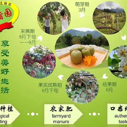 红心猕猴桃  重庆红心弥猴桃