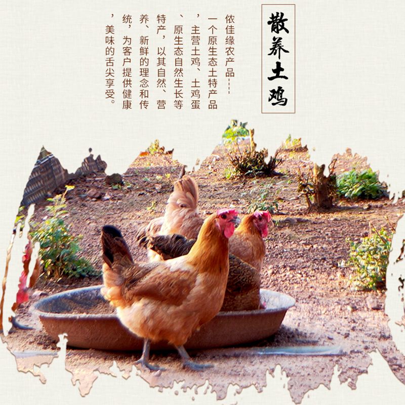土鸡  老母鸡