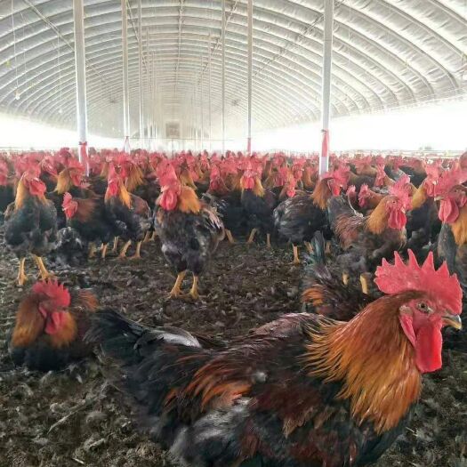 沭阳县养殖大棚  养殖棚专用保温性能好！