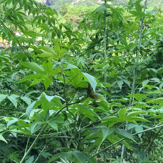 新邵县炒青茶  舜刺茶