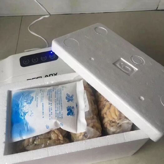 绵阳24年蜂蛹  ye生精品蛹一二级159一斤
满5斤139
顺