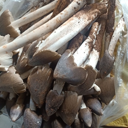 思茅云南普洱鸡枞菌_鲜货_未开伞