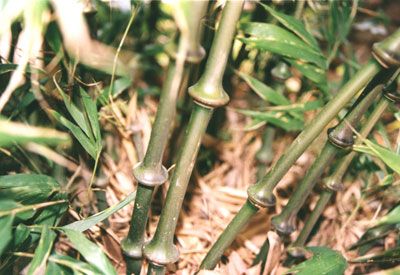  一级，罗汉竹，筇竹苗，方竹苗
