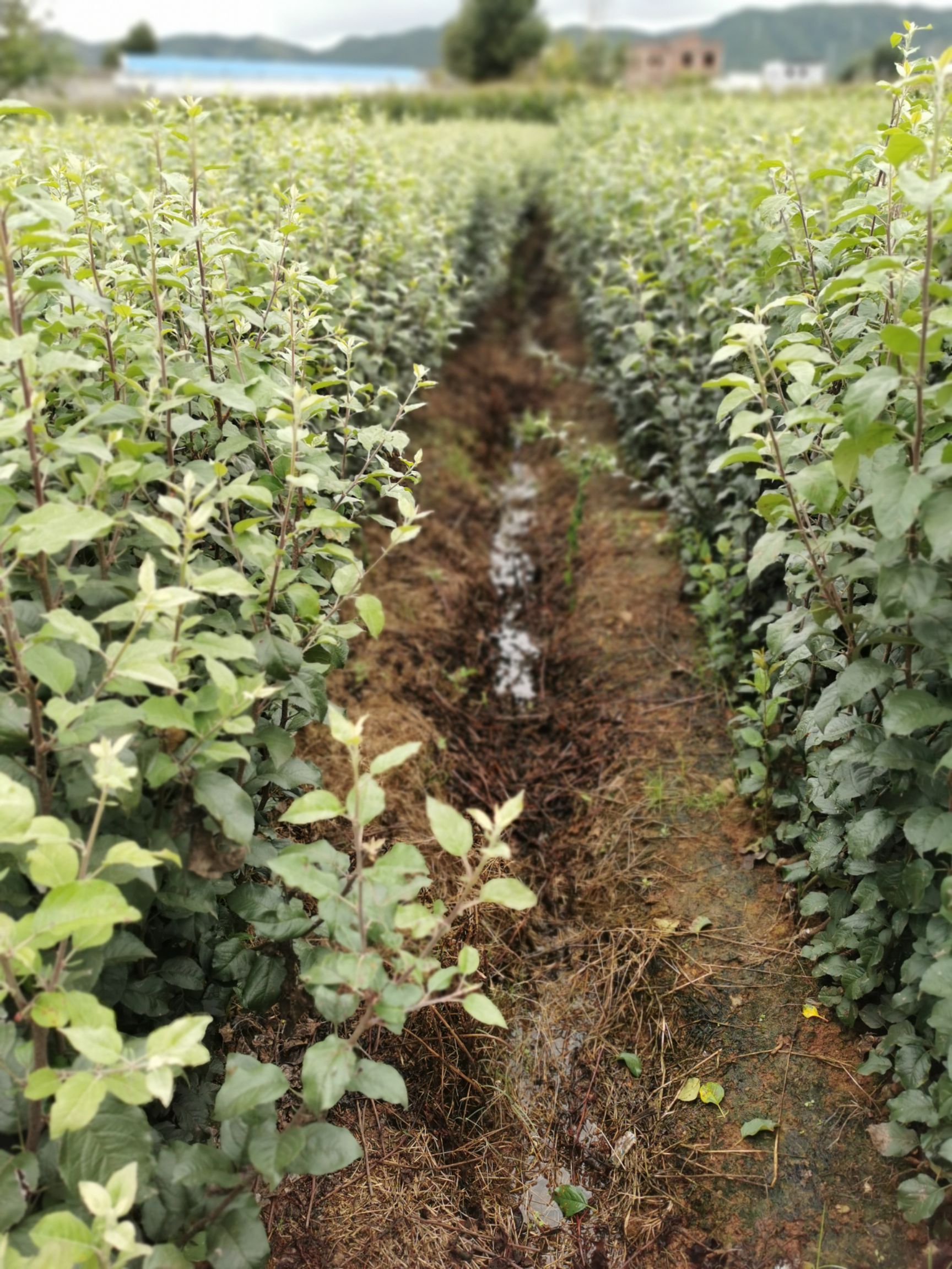 嘎啦苹果苗  马龙早熟苹果苗，嘎啦系列早熟苹果苗，基地直供
