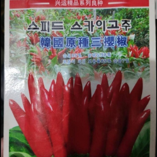 郑州 朝天椒种子(韩国原种)三樱椒种子，产量高，辣度高，抗病毒极强