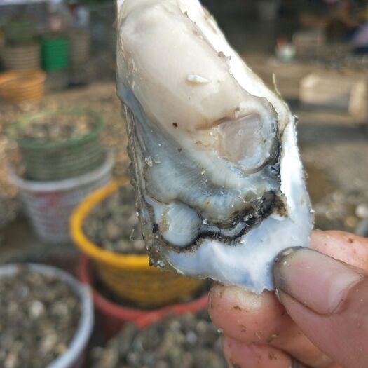诏安县诏安湾生蚝 来自福建诏安湾里的网红生蚝，大，中，小，半壳