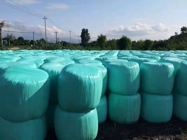 北京玉米青贮  新鲜的黄储饲料，无土新鲜，可以按你的要求添加发酵剂！具体规范