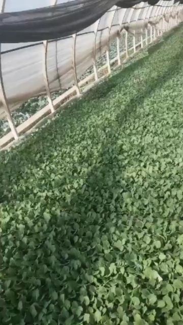 包菜苗  本苗厂有小铁头苗，圆包，京白菜苗，扁包，要的联系