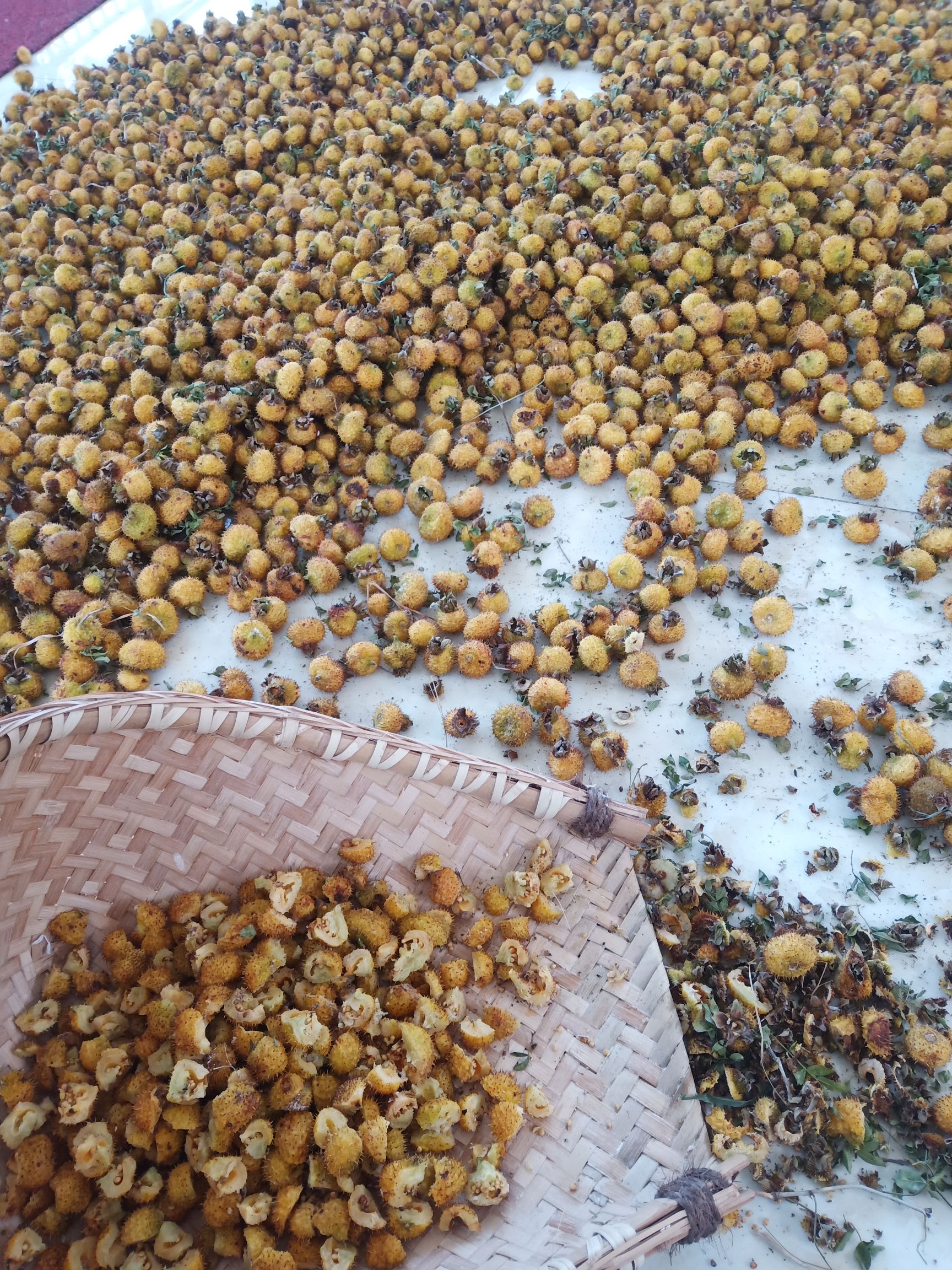 金刺梨  刺梨干。采摘贵州山区。经深加工而成。