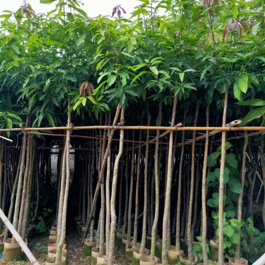 普宁市芒果直生苗（实生苗） 芒果树