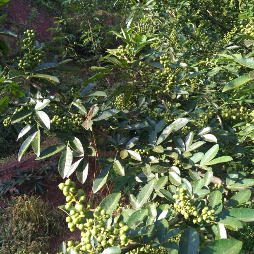 楚雄市云南青花椒