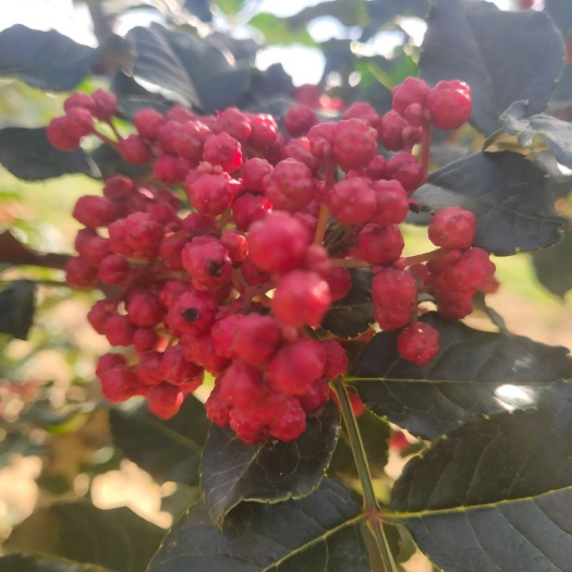 伏花椒  天水花椒肉厚饱满籽粒圆实香味突出质量上乘。
不香不麻不要钱