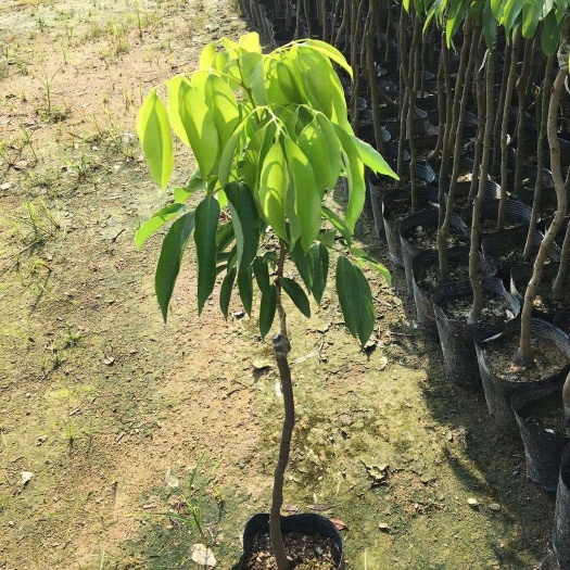 普宁市桂味荔枝苗  桂味荔枝嫁接苗，中袋小袋，品质保证，大量有货，