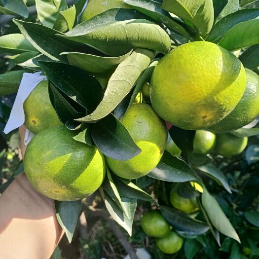 资阳蜜桔 