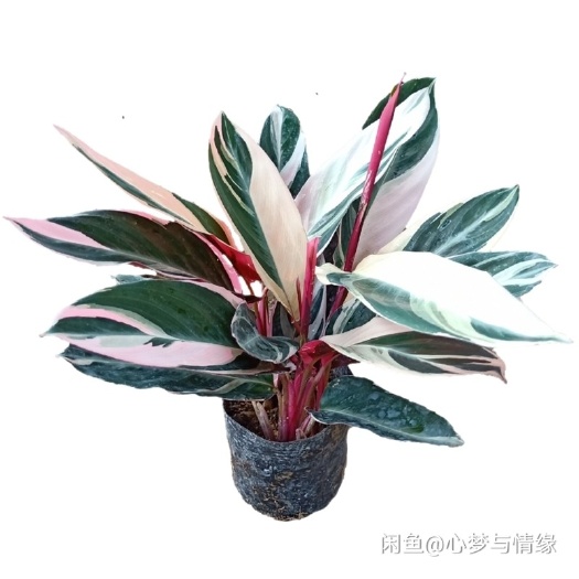 漳平市 七彩竹芋  孔雀竹芋 金鱼花