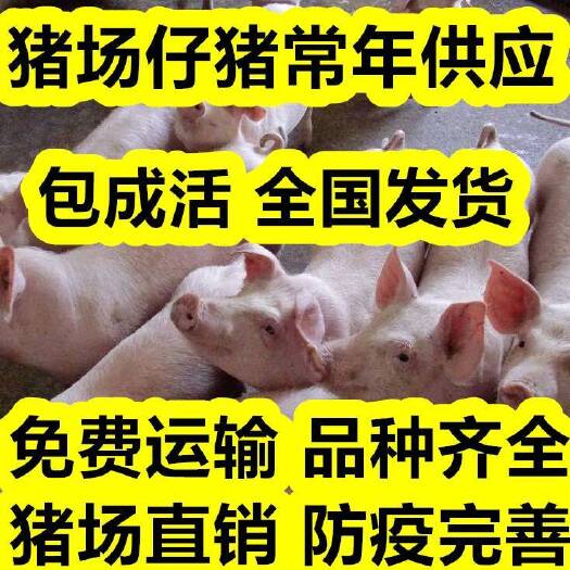 沂水县三元仔猪  猪苗等大型养猪厂直供 免费送猪 品种齐全防疫到位，