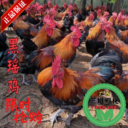 南宁黑瑶鸡苗 成活率高-出壳打好疫苗-承诺：假一赔十