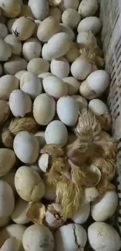 南宁樱桃谷肉鸭苗  樱桃谷鸭苗，孵化直销，有想法直接联系我