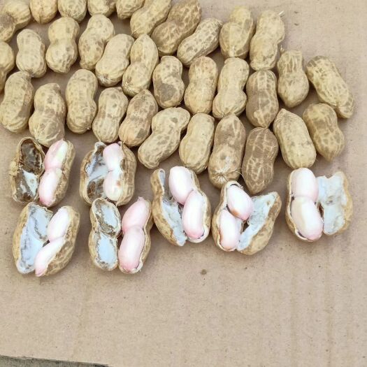 商丘鲁花系列 带壳花生 鲜货 
