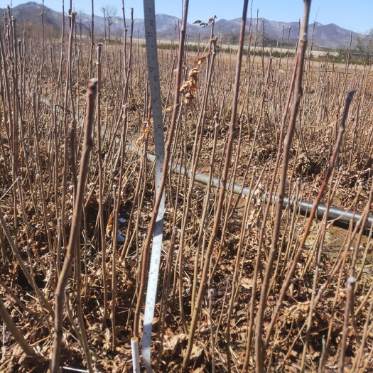 桓仁县卖卖卖黄柏苗、黄菠萝苗