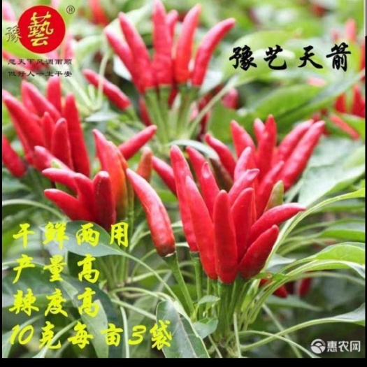 郑州 朝天椒种子，豫艺天箭(干鲜两用)产量高，辣度，抗病能力强