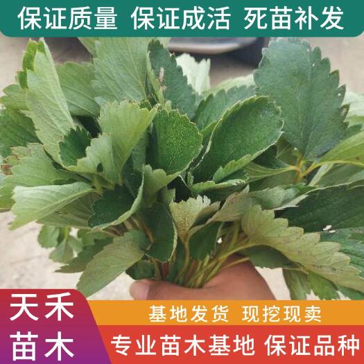 平邑县甜查理，宁玉，红颜，四季草莓苗