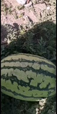 中卫宁夏西瓜 宁夏石头瓜到了荆州本地方了，瓜红味甜，皮硬方便保存，去抢哟！